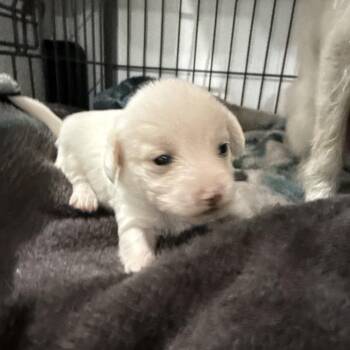 Terrier Dogs Available for Adoption - Albie | PetCurious