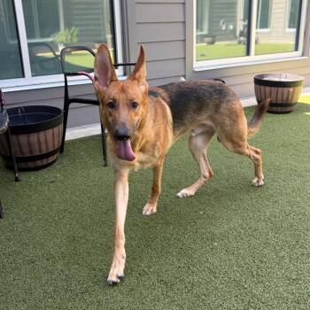 Bumper -  German Shepherd Dog Dog for Adoption in Greensboro, North Carolina - Bumper | PetCurious