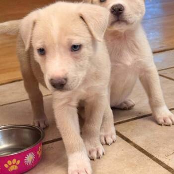 Yakisoba -  Mixed Breed Dog for Adoption in Springboro, Ohio - Yakisoba | PetCurious