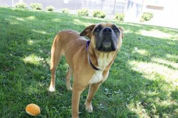 JuJu -  Pit Bull Terrier and Mixed Breed Dog for Adoption in Kansas City, Missouri - JuJu | PetCurious
