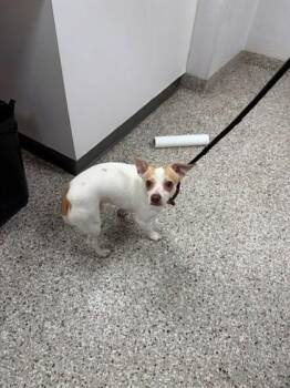 Popi -  Chihuahua and Mixed Breed Dog for Adoption in Gastonia, North Carolina - Popi | PetCurious