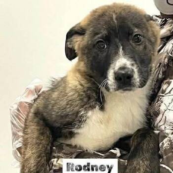 Mixed Breed Dogs Available for Adoption in Wando, South Carolina - Rodney | PetCurious