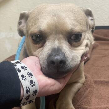 Chihuahua and Mixed Breed Dogs Available for Adoption - Fawn | PetCurious