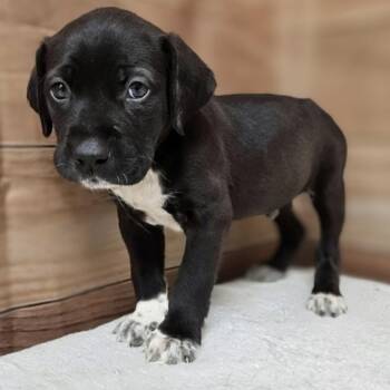 Labrador Retriever and German Shorthaired Pointer Dogs Available for Adoption in Griswold, Connecticut - Peter | PetCurious