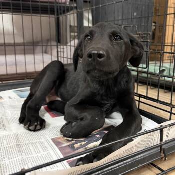 Sly -  Labrador Retriever and Mixed Breed Dog for Adoption in Edinburg, Texas - Sly | PetCurious
