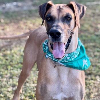 Rescue Great Dane Dogs for Adoption in Joppa, Alabama - Apollo | PetCurious