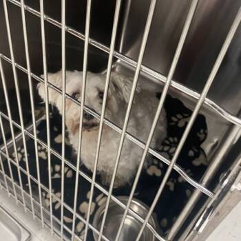 Rescue Shih Tzu and Maltese Dogs for Adoption in Davenport, Iowa - Mouse | PetCurious