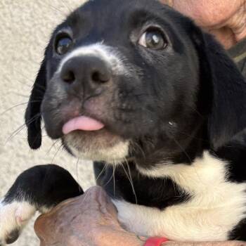 Petunia -  Labrador Retriever Dog for Adoption - Petunia | PetCurious