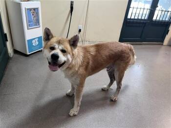Rescue Akita Dogs for Adoption in Pasadena, California - MAX | PetCurious