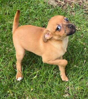 Terrier Dogs Available for Adoption in South Bend, Indiana - Fannie | PetCurious