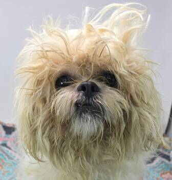 Rue -  Shih Tzu Dog for Adoption in Newport, Tennessee - Rue | PetCurious