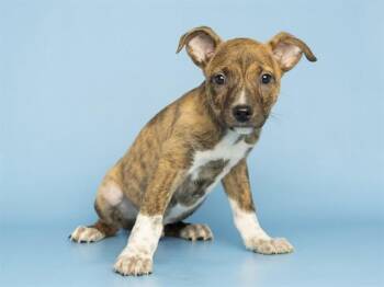 BEAU -  Pit Bull Terrier Dog for Adoption in Phoenix, Arizona - BEAU | PetCurious