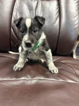 Soldier Boy -  Border Collie and Shepherd Dog for Adoption in Carson City, Nevada - Soldier Boy | PetCurious