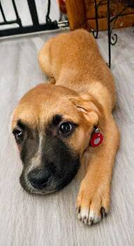 Shepherd Dogs Available for Adoption in Nashville, Tennessee - Zadie | PetCurious