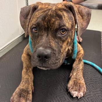 Rusty -  Pit Bull Terrier and Mixed Breed Dog for Adoption in Abilene, Texas - Rusty | PetCurious