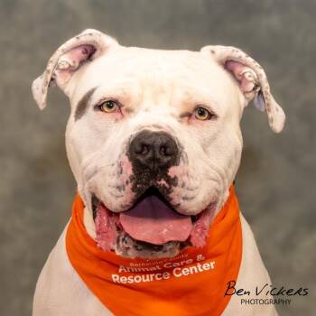 JUSTICE -  American Bulldog and Mixed Breed Dog for Adoption in Albuquerque, New Mexico - JUSTICE | PetCurious