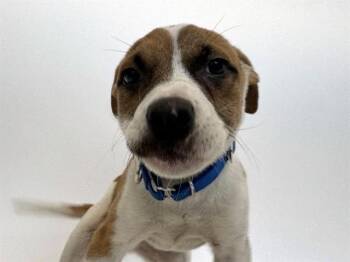 CHLOE -  Labrador Retriever and Mixed Breed Dog for Adoption in Brentwood, Missouri - CHLOE | PetCurious