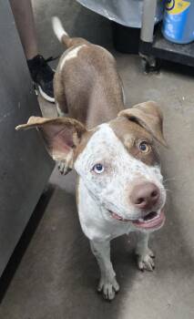 Marlow -  Australian Cattle Dog Blue Heeler and Pit Bull Terrier Dog for Adoption in Graham, Texas - Marlow | PetCurious