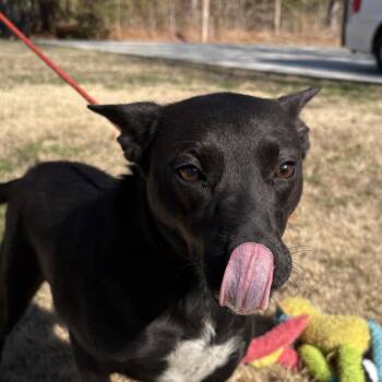Shepherd and Australian Cattle Dog Blue Heeler Dogs Available for Adoption - PIXIE | PetCurious