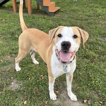 Rescue Pit Bull Terrier and Mixed Breed Dogs for Adoption in Wheaton, Illinois - Pablo | PetCurious