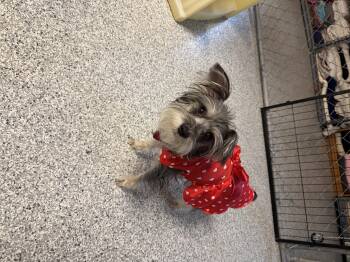 Miniature Schnauzer Dogs Available for Adoption in Hood River, Oregon - Diva | PetCurious