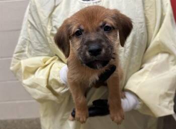 LOOSE CHANGE -  Wheaten Terrier and Labrador Retriever Dog for Adoption in Colorado Springs, Colorado - LOOSE CHANGE | PetCurious