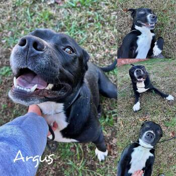 Rescue Pit Bull Terrier Dogs for Adoption in Fairhope, Alabama - Argus | PetCurious