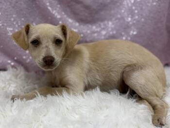 Thelma -  Chiweenie Dog for Adoption in Cedarburg, Wisconsin - Thelma | PetCurious