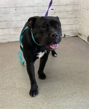 Rescue Pit Bull Terrier Dogs for Adoption in San Bernardino, California - AQUA | PetCurious