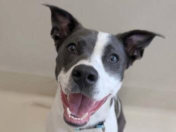 Diamond -  Pit Bull Terrier and Terrier Dog for Adoption in Portland, Oregon - Diamond | PetCurious