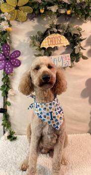 Goldendoodle Dogs Available for Adoption in Covington, Louisiana - Tedward | PetCurious