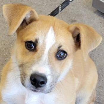 Mixed Breed Dogs Available for Adoption in Las Cruces, New Mexico - Leo | PetCurious