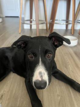 JO -  Labrador Retriever Dog for Adoption in San Antonio, Texas - JO | PetCurious