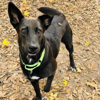 Shepherd Dogs Available for Adoption in Klein, Texas - Meg | PetCurious