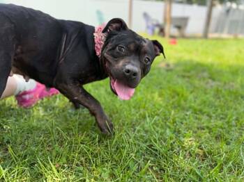 Alice -  Mixed Breed Dog for Adoption in Belleville, Michigan - Alice | PetCurious