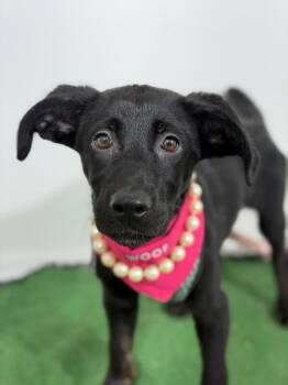 Juliet-One of our Amazing Rescue Dogs -  Flat Coated Retriever and Black Labrador Retriever Dog for Adoption in Carlsbad, California - Juliet-One Of Our Amazing Rescue Dogs | PetCurious