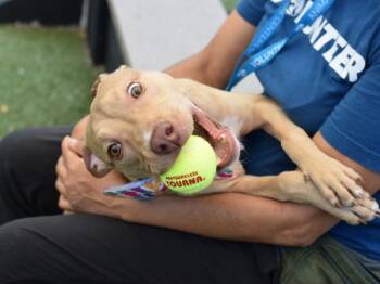 Apollo -  Mixed Breed Dog for Adoption - Apollo | PetCurious