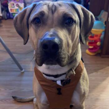 Pit Bull Terrier Dogs Available for Adoption in Roanoke, Virginia - Bruno | PetCurious