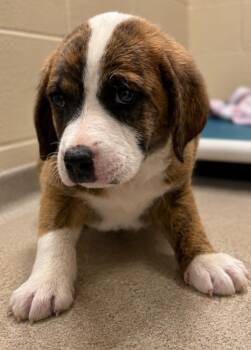 Denver -  Mixed Breed Dog for Adoption in Douglasville, Georgia - Denver | PetCurious