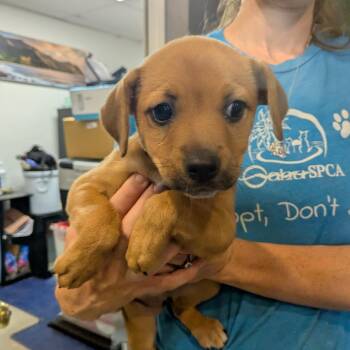 Francesca -  Labrador Retriever Dog for Adoption in Wahiawa, Hawaii - Francesca | PetCurious