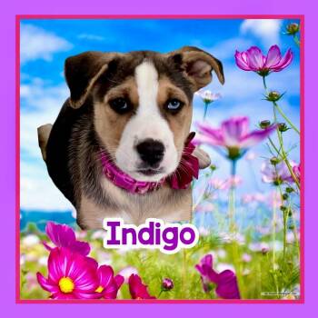 Foxhound and Husky Dogs Available for Adoption in Raleigh, North Carolina - Indigo | PetCurious