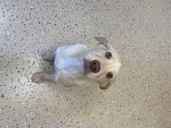 Hound and Labrador Retriever Dogs Available for Adoption in Winnabow, North Carolina - Knox | PetCurious