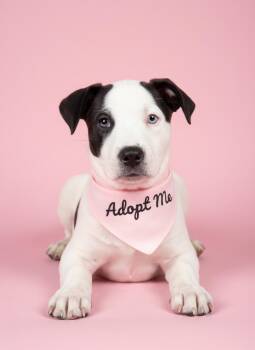 Lucy Lou- ADOPT Me -  Pit Bull Terrier and Husky Dog for Adoption in Redondo Beach, California - Lucy Lou- ADOPT Me | PetCurious
