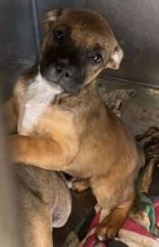 Rescue Hound Dogs for Adoption in Cibolo, Texas - Dot | PetCurious