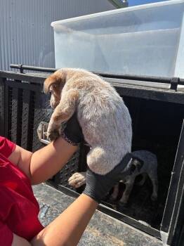 Hodenie -  Mixed Breed Dog Available for Adoption in Hobbs, New Mexico - Hodenie | PetCurious
