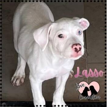 Lasso -  Pit Bull Terrier Dog for Adoption in Gilbert, Arizona - Lasso | PetCurious