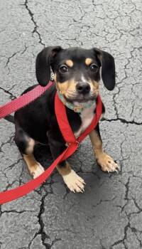 DIXIE -  Doberman Pinscher Dog for Adoption in Margate, Florida - DIXIE | PetCurious