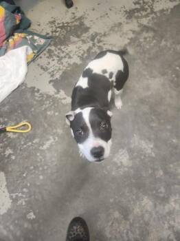 Staffordshire Bull Terrier and Mixed Breed Dogs Available for Adoption - BLACKJACK | PetCurious