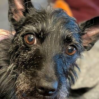 Piper -  Chihuahua and Terrier Dog for Adoption in Minneapolis, Minnesota - Piper | PetCurious