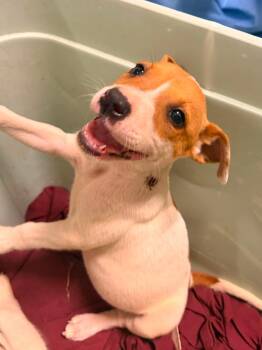 Goalie -  Jack Russell Terrier and Parson Russell Terrier Dog Available for Adoption in Holly Springs, North Carolina - Goalie | PetCurious